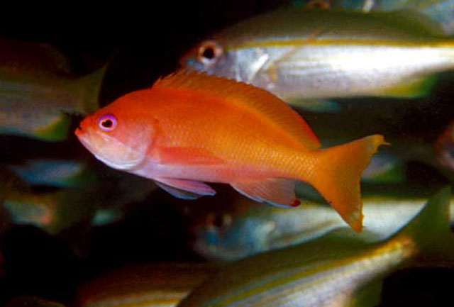 Pseudanthias townsendi (Castagnola dell'Oman)